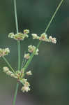 Tropical flatsedge